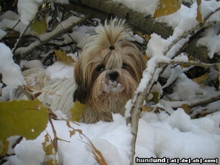 Shih Tzu Speedy