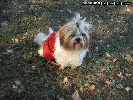 Shih Tzu speedy