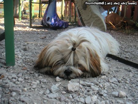 Shih Tzu speedy