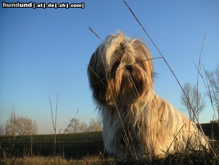 Shih Tzu Speedy