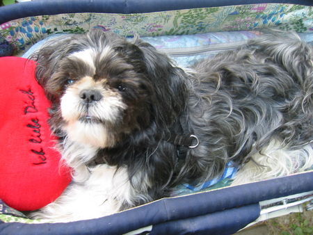 Shih Tzu ...ich liebe Dich auch...Monti