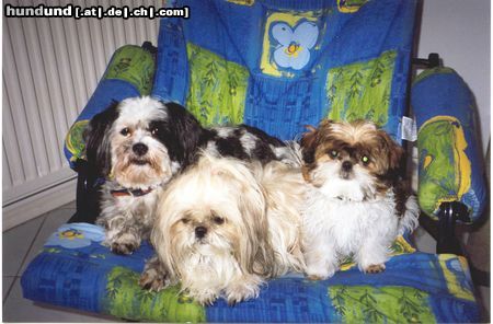 Shih Tzu Meine kleine Many