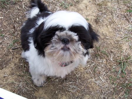 Shih Tzu Mein WIsky