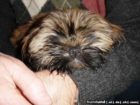 Shih Tzu Amy 12 Wochen jung (Der Neue Gassihund)