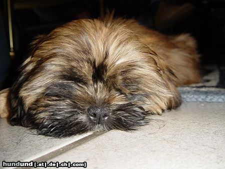 Shih Tzu Amy 12 Wochen jung (Der Neue Gassihund)