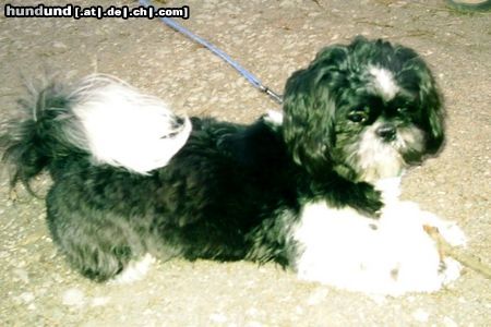 Shih Tzu Mal sehn, was heut noch so geht :o)