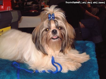 Shih Tzu Meine Hündin Angel von Melody