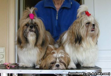 Shih Tzu Shih Tzu's im Alltags-Look