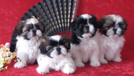 Shih Tzu DU GOLDEN PALACE  SHIH TZU WELPEN