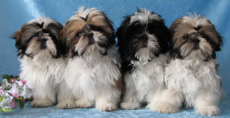 Shih Tzu DU GOLDEN PALACE  SHIH TZU WELPEN