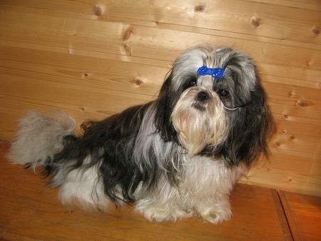 Shih Tzu It´s my life von Ping-ting-shan ( Jaina )