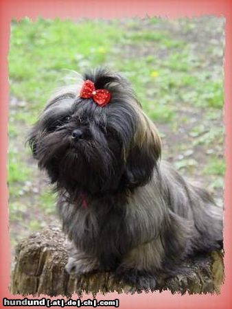 Shih Tzu Unser Shih-Tzu Naomie-brindle 