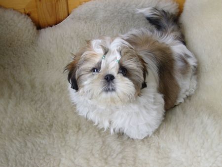 Shih Tzu ist was?