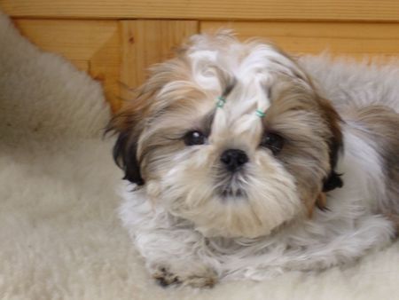 Shih Tzu Hallo