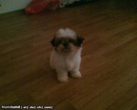 Shih Tzu Hallo ich bin die Stella 