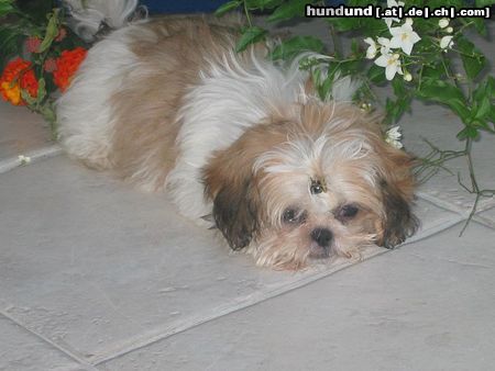 Shih Tzu Buffy