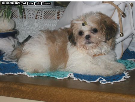 Shih Tzu Buffy