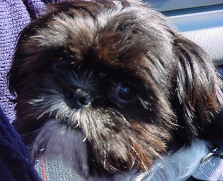 Shih Tzu buzz