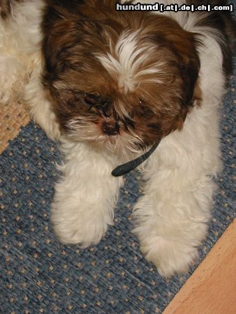 Shih Tzu CHICO geb. 25.01.2003