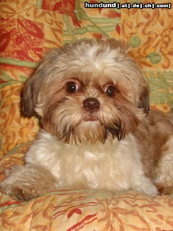 Shih Tzu Unser Chico  ist 1 Jahr alt