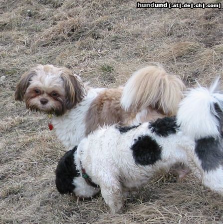 Shih Tzu