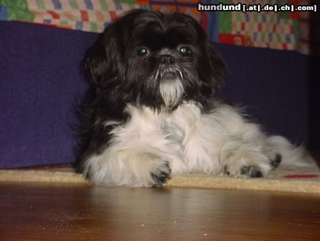 Shih Tzu Buzz