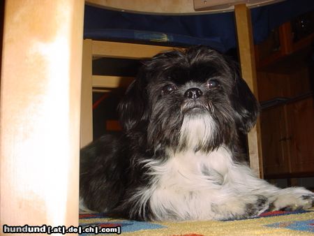 Shih Tzu Buzz