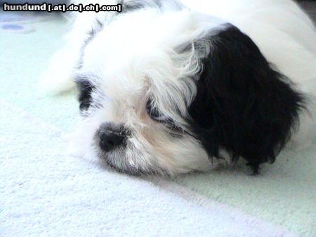 Shih Tzu unser schatz luna