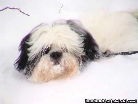 Shih Tzu ich bin ein schnee monster