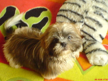 Shih Tzu der kleine Tequila