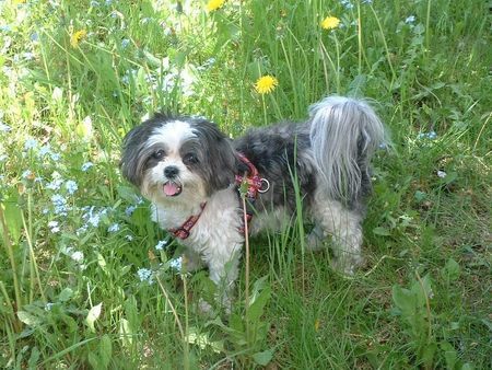 Shih Tzu Raja