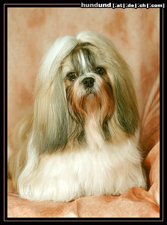 Shih Tzu CACIB Erfurt 2005