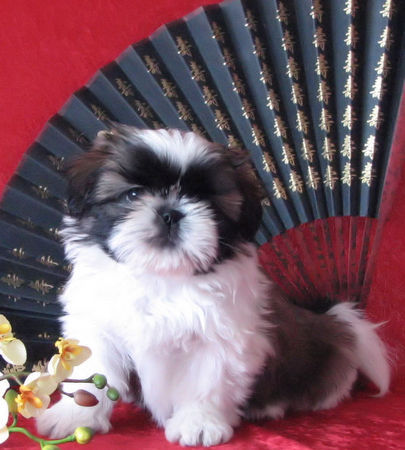 Shih Tzu DU GOLDEN PALACE  SHIH TZU WELPEN