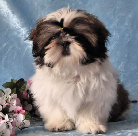 Shih Tzu DU GOLDEN PALACE  SHIH TZU WELPEN