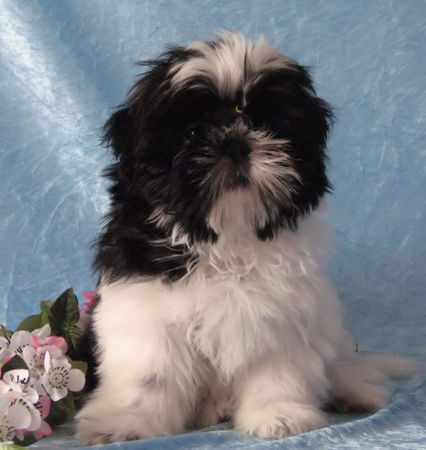 Shih Tzu DU GOLDEN PALACE  SHIH TZU WELPEN