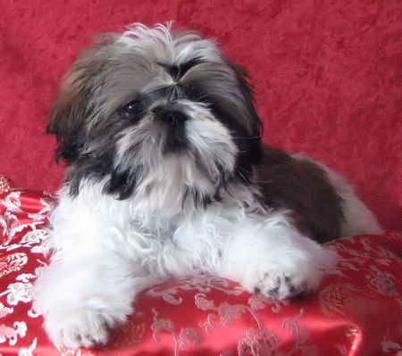 Shih Tzu DU GOLDEN PALACE  SHIH TZU WELPEN