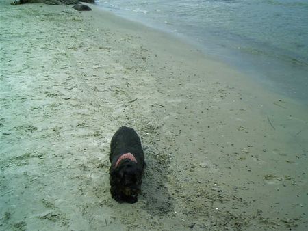 Shih Tzu Dina - am Hundestrand auf Rügen