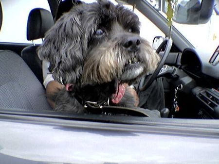 Shih Tzu Dina - Ostsee 2005