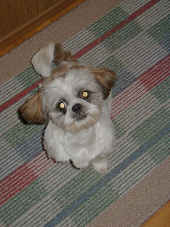 Shih Tzu Toby