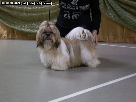 Shih Tzu Lachen ist gesund