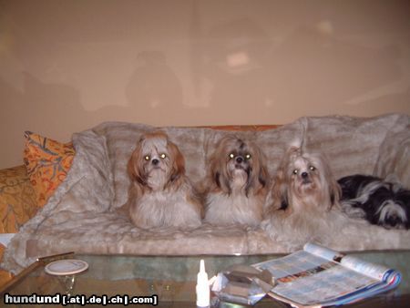 Shih Tzu schön warm auf der Decke sitzen