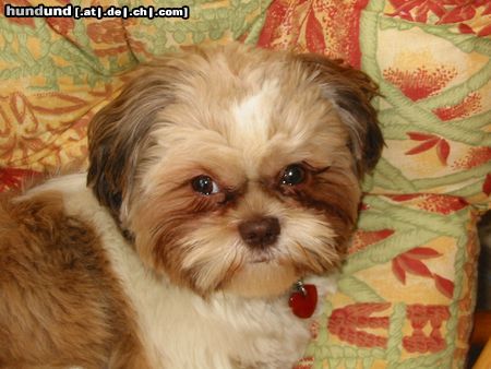 Shih Tzu