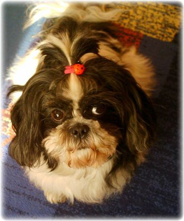 Shih Tzu das ist Funny eine Shi Tzu Dame