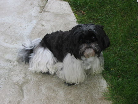 Shih Tzu unser Schatz Garfild