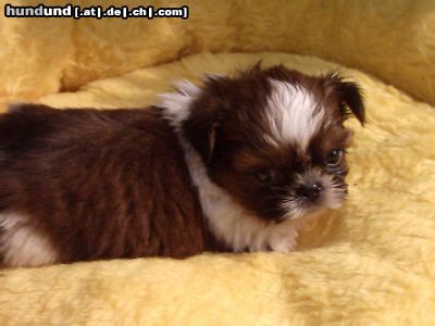 Shih Tzu Red-Gismo 5 Wochen