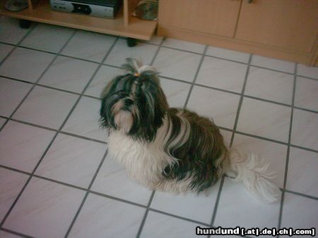 Shih Tzu hallo ich bin tarzan hahaha