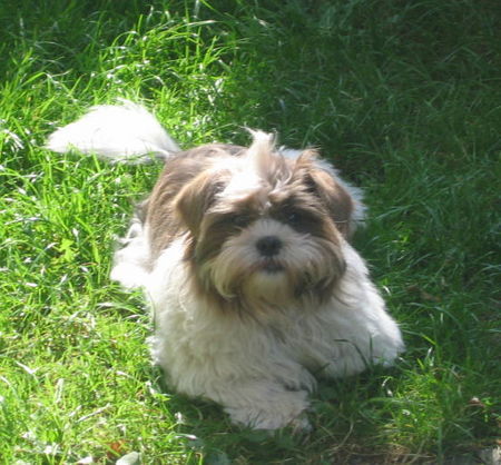 Shih Tzu Max im Grünen