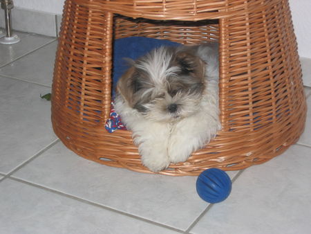 Shih Tzu Mäxchen