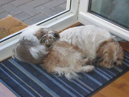 Shih Tzu Bombadil und Mäxchen