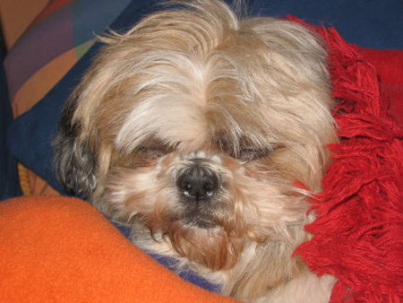 Shih Tzu Bombadill beim Mittagsschlaf